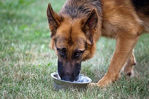 8 Best Dog Bowls for German Shepherds in 2026 | Anything German Shepherd