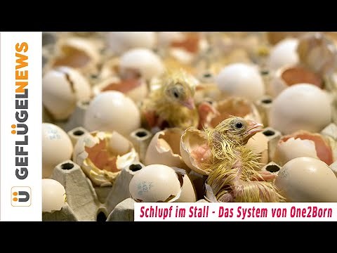 Schlupf im Stall - Mastkükenstart mit One2Born - Küken schlüpfen aus dem Ei