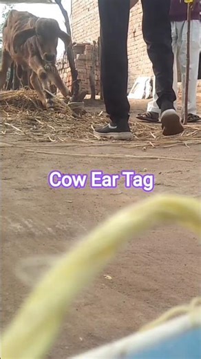 Ear Tagging Cattle #cow