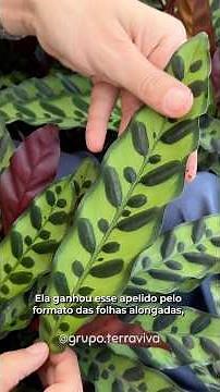 Calathea Insignis - Terra Viva. #calathea #calatheaplant #cascavel #maranta #plantas #rezadeiras
