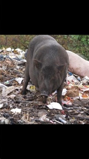 Some countries still believe in pig demons