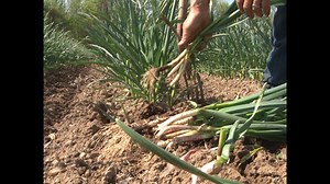 First spring harvest is here