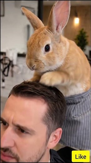 This Rabbit Gives Better Massages Than Humans 💀🐰 #shorts