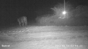 52 reactions · 23 shares | The first time we recorded a male tiger roaring. Five minutes later the adult females caught on camera in the same location. Mating season? | Sumatran Tiger Trust (PKHS) | Facebook