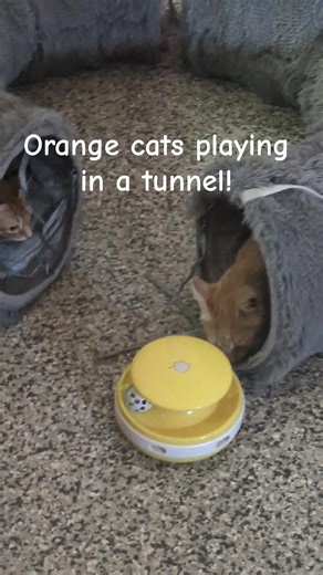 Orange Cats playing in a tunnel! #cat #cats #kitty #kitties #orangecat #kitten #catsanctuary
