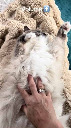 lindacopeland on TikTok