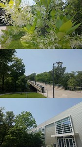 Small moments of sunshine here on campus to finish up the week ☀️🌳 #OnondagaCC #CommunityCollege #SUNY #CNY | Onondaga Community College