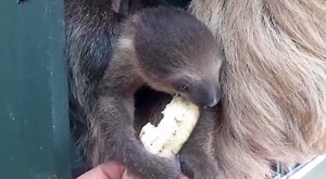1K views · 21 reactions | Meet the first sloth to be born at Bristol Zoo Gardens in almost a decade! Baby Noco is a Linne’s two-toed sloth and shares her home with mum Trixie and dad Rio. Spot their sloth family among 400 other incredible animal species set within 12 acres of award-winning gardens. Book tickets online in advance bristolzoo.org.uk | Bristol24/7 | Facebook