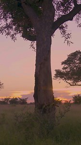 13K views · 175 reactions | Leopard's Astonishing Tree Climb! | Ruby Reid | Facebook