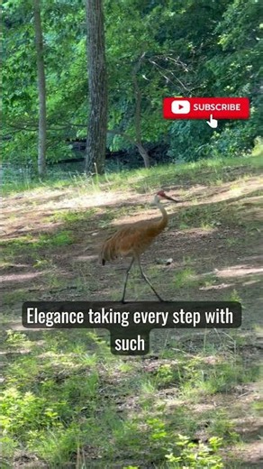 Beautiful Sandhill crane elegant walk at Kensington metropark # #nature #birds # #facts
