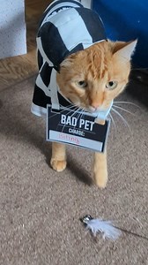 6.7K views · 26K reactions | Bad Boys! Bad Boys!!!  #odiethetruckingcat #catsarefun #catcostume #orangecatsrule #gingercatsass #happyhalloween #petcostume #catlife #catsagram #catcutenessoverload | Odie the Trucking Cat | Facebook
