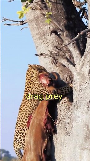 The Leopard - Cubs, Tongue and Teeth - Facts #4 & 5