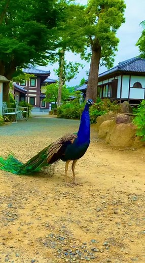 4.9K views · 51 reactions | Blouse Designs on Reels | Facebook