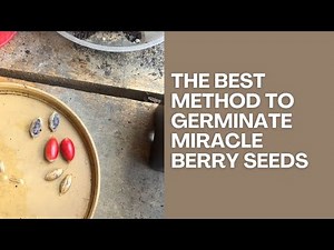 The BEST methods for germinating Miracle Berry Plant Seeds
