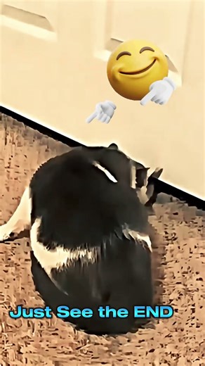 Dog Gets Stuck… But Cats Slide Through the Smallest Gap Like Magic 😳🐶🐱✨