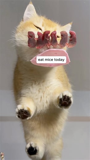 Goodnight everybody ❤️#foruyou #uktiktok #cat #eat #2026