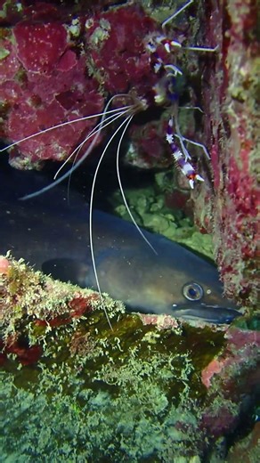 岩の下に極太アナゴ？【なぎさひろい】スノーケリングとスキンダイビング送迎付き日帰りツアー：公園前ビーチ(和歌山県串本町)251015