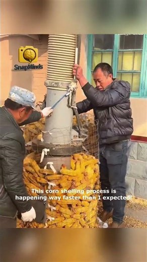 Corn Shelling Action Harvest Processing Speed! 🌽