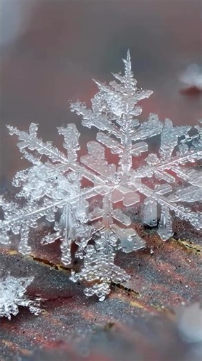 Snowflake under Macro lens #snowflakes #macrolens #viralshorts #ytshorts