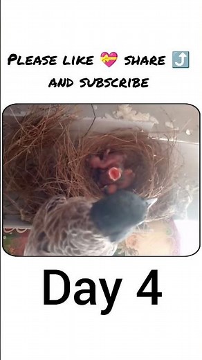Red Vented bulbul baby day 4(32) #shorts #viral #newtrend #explore #bulbul #redventedbulbul #birds