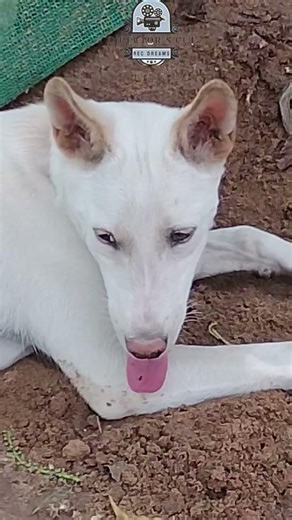 காப்பியா டீயா..? #funny #comedy #shorts