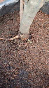 Satu hari setelah pruning akar dan pruning atas. Untuk Membentuk percabangan yang indah #Tabulampotjambuair | Asep Rohmana