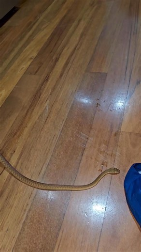 How well do Brown Tree Snakes blend in?! 🤩 Due to a lot of recent rain, we have had many jobs where snakes have made their way into homes for shelter. It’s important to remember that they mean no harm by this, and are simply trying to stay warm and dry! We appreciate everyone that calls for help in these situations to ensure wildlife gets relocated appropriately! Save our number! 0408545440 . . . #australia #qld #snake #snakecatcher #wildlife #sunshinecoast #reptile #snakes #mildlyvenomous | Su