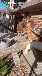 A farmer found a baby hawk in her yard and was determined to keep it safe! ❤🦅 | Animal Antics