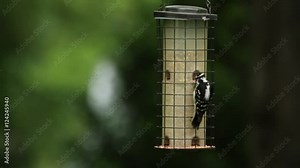 Chickadee eats at feeder, a black-capped chickadee (Poecile atricapillus) eats from a bird feeder.