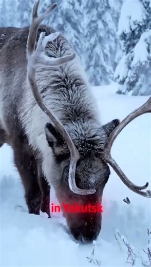 Animals that found frozen in ice #facts #factsdaily #dailyfacts #factshorts