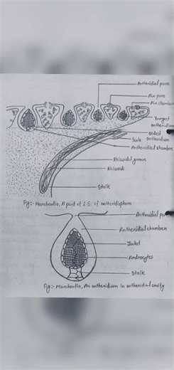 #marchantia (L.S) of #antheridiophore and #marchantia in #antheridial cavity.