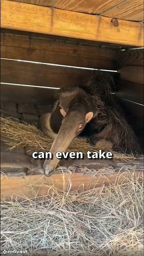 Why Are Ant-Eaters So Strange? #shorts