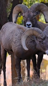 🐏📣Big Horn Sheep Sounds: Grunts and Growls #rams #sheepsound #bighornsheep #nature #mating #rut