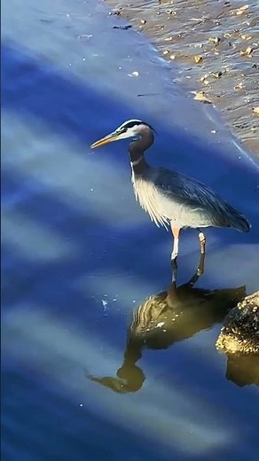 The Great Blue Heron is a master hunter of the wetlands! Showcasing her hunting skills #blueheron
