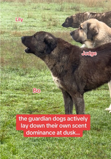 #livestockguardiandog #anatolianshepherddog #andoluçobanköğeği | guardian dogs
