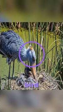 Why Do Some Birds Throw Their Own Chicks Out of the Nest?😱⚠️ #animals #shorts