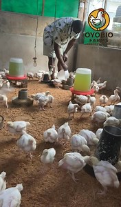 2.6K views · 81 reactions | ✨ Today routine at the farm ✨粒 We clean the pen ️ We feed the birds We give them enough space to grow And yes… plenty of time to rest. Healthy routine = Healthy birds  #PoultryFarming #HealthyBroilers #FarmLife | Oyobio Farms | Facebook
