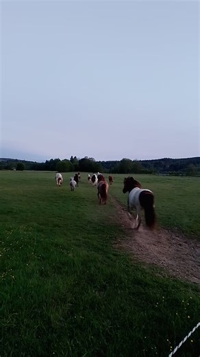 2K views · 62 reactions | The last check ✅ of the day. Be with our horses for a little while and then open some extra grass fields for the night. They love it! I love it  鸞 How many horses do you count? | Sun Dance Ranch Sweden | Facebook