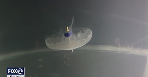 Stanford scientist creates bionic jellyfish that could aid in future research
