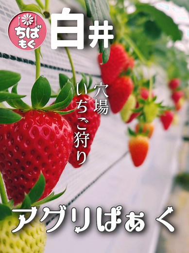白井の秘蔵いちご狩りスポット「アグリぱぁく」