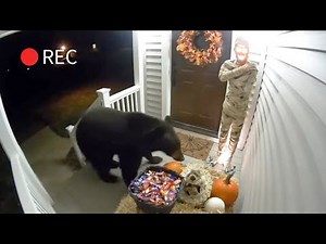 CCTV 🎃 Animal Halloween Series Scared by Decorations