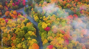 Autumn- The fall season of canada, maple trees, colorful nature Full HD