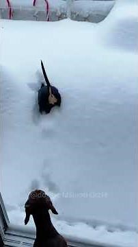 Compilation de Chiens Drôles : Fous Rires Garantis !