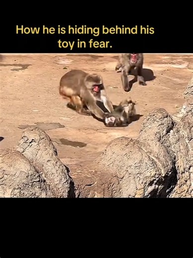 #monkeybaby #redcurtaininterior #creatorsearchinsights