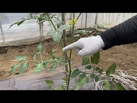 The first step in growing tomatoes is crucial: How to remove side shoots and prune 21/5/1