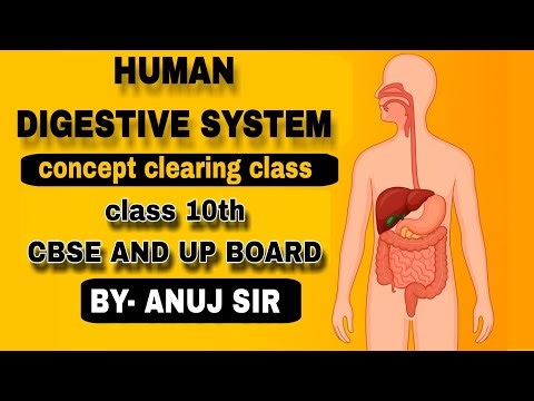 Human Digestive System| Nutrition in Animals| Life Processes| Class 10th| CBSE & UP BOARD
