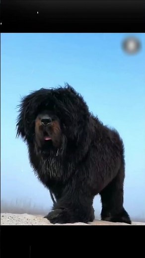 Tibetan Mastiff — The Dog Even Lions Avoid
