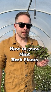🪴 Top tips for growing mint herb plants 🪴 | Urban Herbs