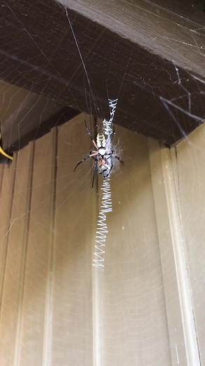 Banana Spider in Texas: Exploring its Unique Traits