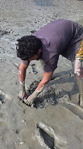 Best Eel Fish Catching From Deep Mud | Daily Fishing Life